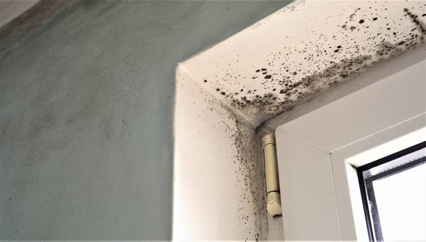Best Biohazard Mold Removal  in Rushford, MN