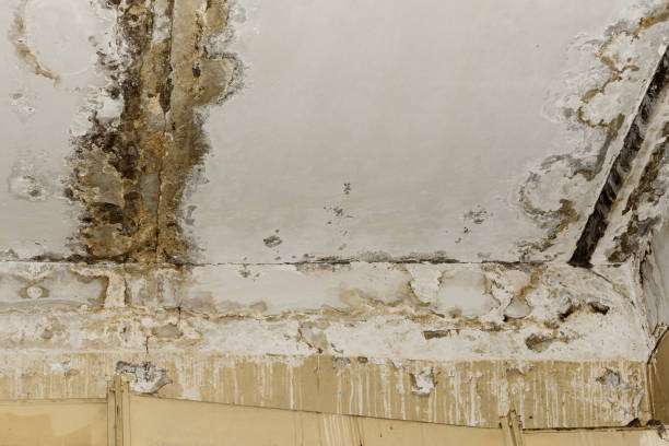 Best Industrial Mold Remediation  in Rushford, MN
