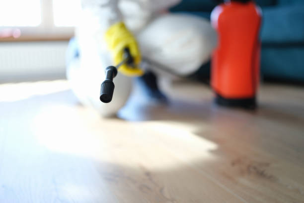 Best Attic Mold Removal  in Rushford, MN