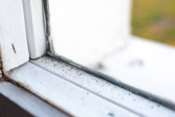 Best Mold-Related Health Consultation  in Rushford, MN
