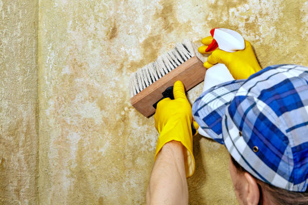  Rushford, MN Mold Removal Pros