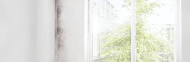 Best HVAC Mold Inspection and Cleaning  in Rushford, MN