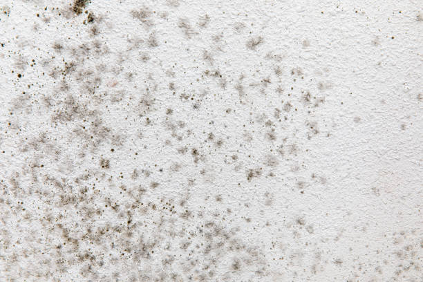 Mold Documentation for Insurance Claims in Rushford, MN