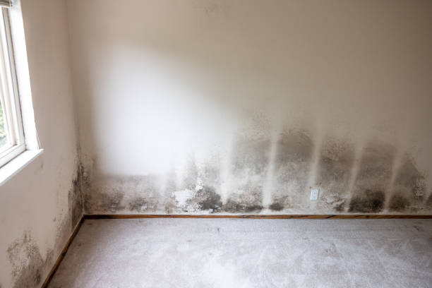 Best Forensic Mold Investigation  in Rushford, MN