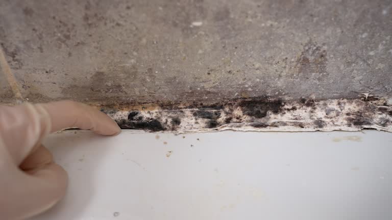 Professional Mold Removal in Rushford, MN